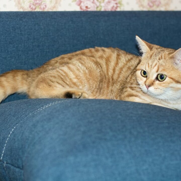 How To Get Rid Of Cat Poop Smell On A Couch 7 Easy Steps!