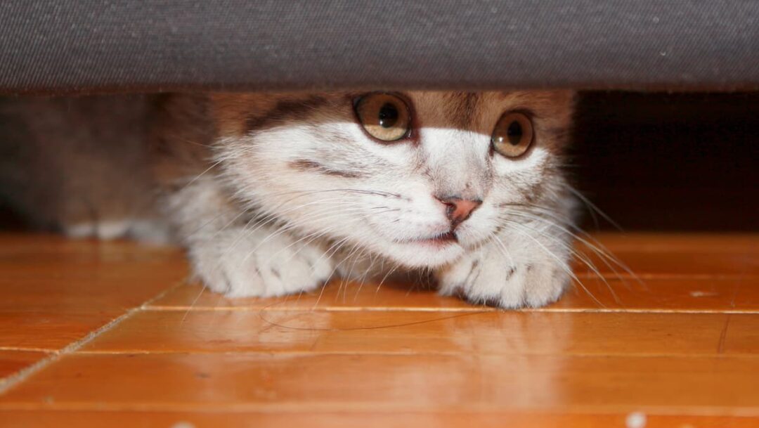 How to Stop Cats From Going Under the Couch 5 Proven Methods