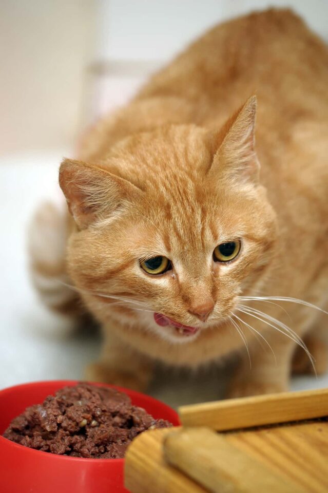 Indoor Vs. Outdoor Cat Food Differences & Best Options!