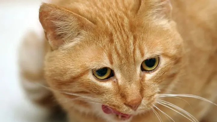 Indoor Vs. Outdoor Cat Food – Differences & Best Options!