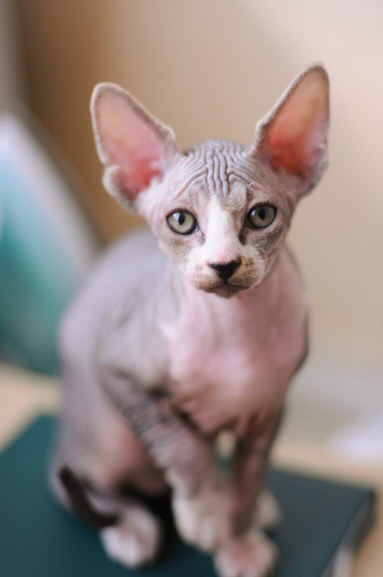 Is Breeding Sphynx Cats Cruel Factors To Consider FAQcats com
