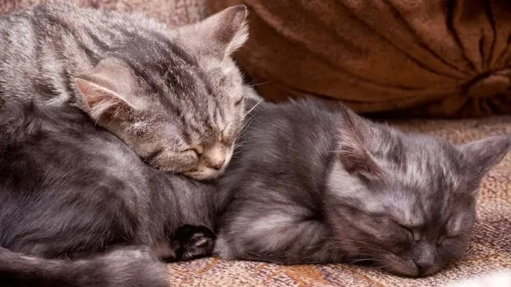 Is It Cruel To Have One Cat &ndash; The Pros & Cons Explained!