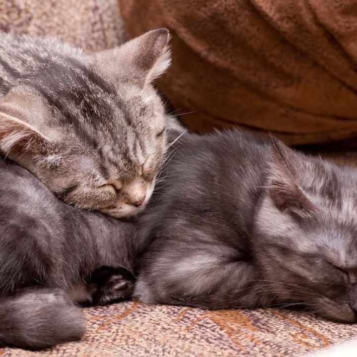 Is It Cruel To Have One Cat The Pros & Cons Explained!