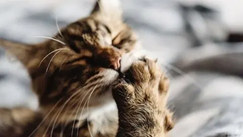 Is It Normal For Cats To Bite Their Nails &ndash; 6 Reasons Why!