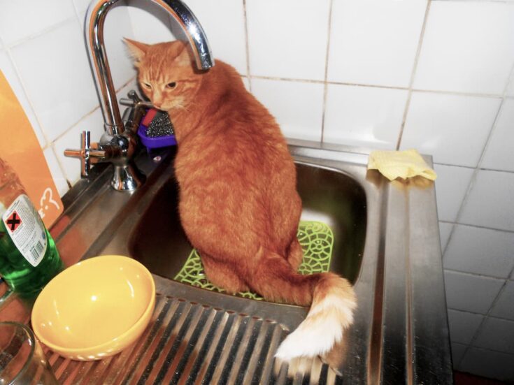 Is It Normal For Cats To Pee Everywhere 7 Key Concerns