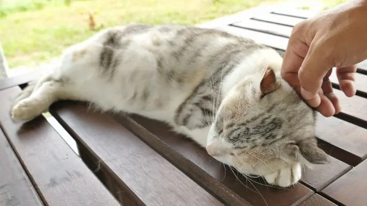 Is Owning A Cat Hard &ndash; 12 Factors To Consider!