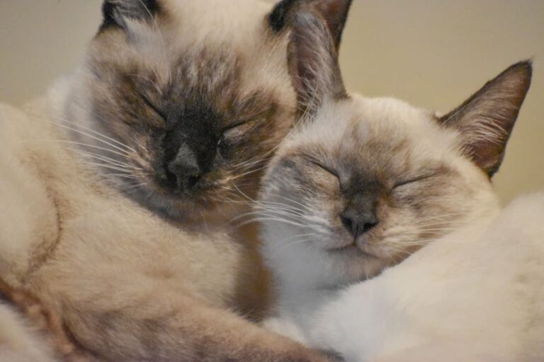 Male Vs Female Siamese Cat An In Depth Comparison FAQcats
