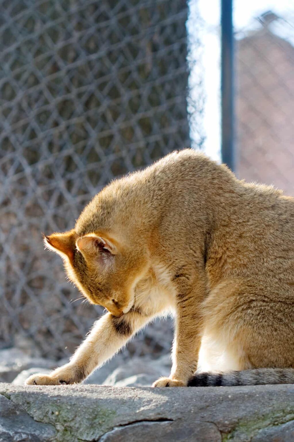 My Cat’s Shoulder Blades Stick Out Here’s What You Can Do To Help