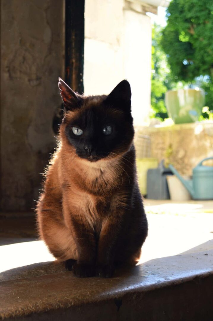 59-mystical-siamese-cat-names-the-ultimate-list-faqcats