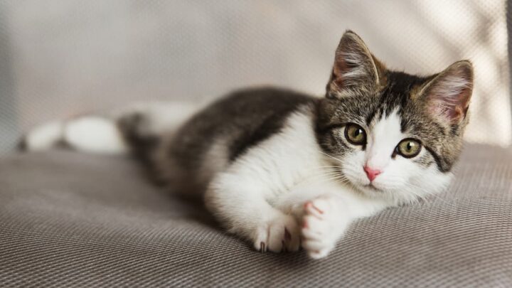 Questions To Ask When Buying Kittens – The Complete List!