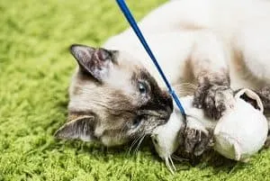 Reasons Siamese Cats Bite