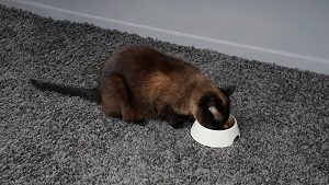 Reasons Your Siamese Cat Is Always Hungry