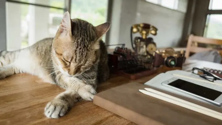 Should Cats Be Allowed On The Table