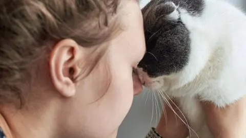 Should I Headbutt My Cat Back &ndash; 5 Things To Know!