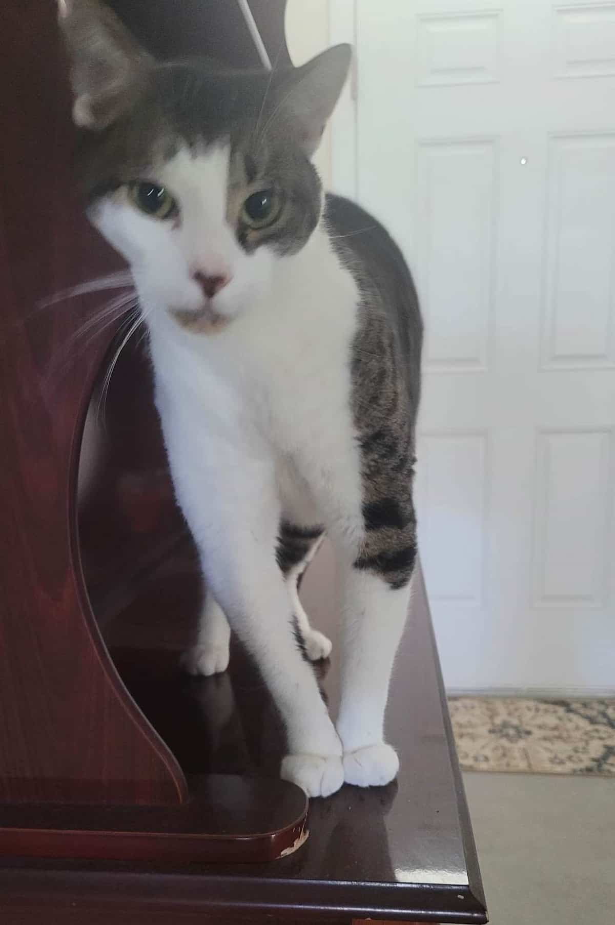 Should I Let My Cat On The Counter