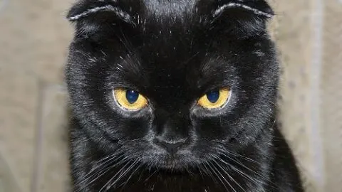 Should I Stare Back At My Cat &ndash; The Interesting Answer!