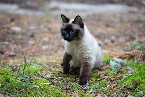 Should you let a Siamese cat outside?