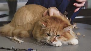 shaving a cat