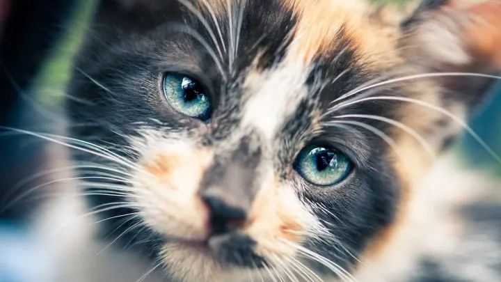 Should You Trim Cat Whiskers &ndash; Things You Should Know!