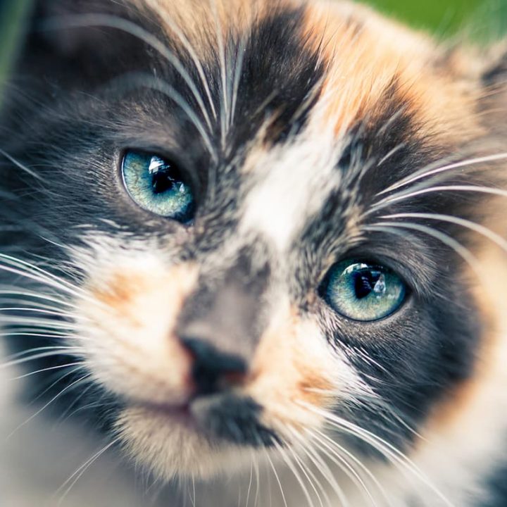 Should You Trim Cat Whiskers Things You Should Know!