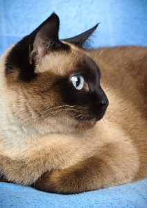 Siamese Cats Are Smart! Here's Proof. | FAQcats.com