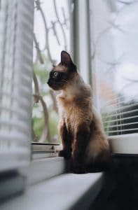 Siamese Cats and What Sets Them Apart