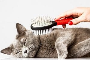 Tabby Cats And Shedding