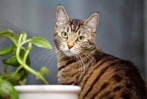 are all tabby cats male