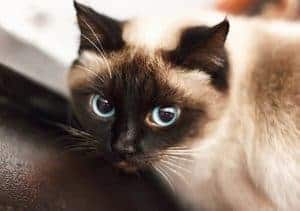 The Difference Between Ragdoll And Siamese Cats