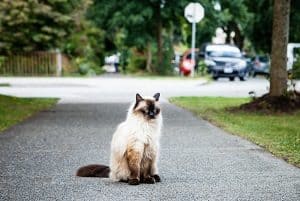 The Difference Between Siamese And Balinese Cats