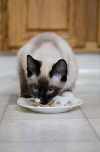 Siamese cat 2025 food diet