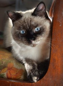 fluffy white siamese cat