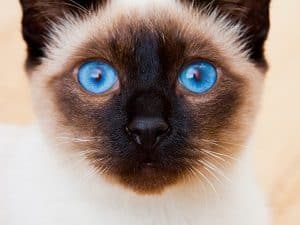 cats with bright blue eyes