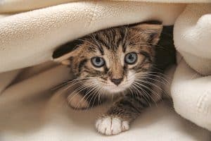 tabby newborn kittens