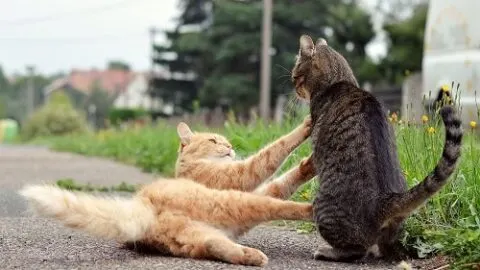 Warning Signs When Introducing Cats &ndash; What You Should Know!