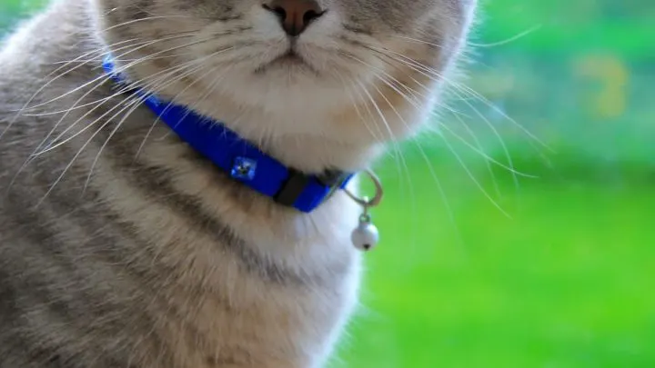 What Age Can Kittens Wear Collars &ndash;  Here&rsquo;s The Answer