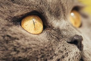What color are the eyes of tabby cats?
