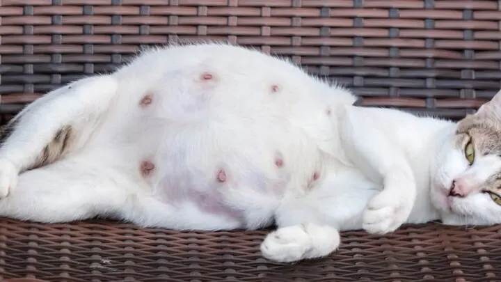 What Does A Cat&rsquo;s Mucus Plug Look Like