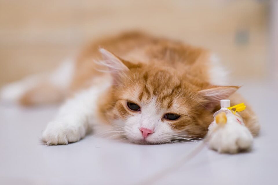 what-does-a-distemper-shot-do-for-a-cat-faqcats