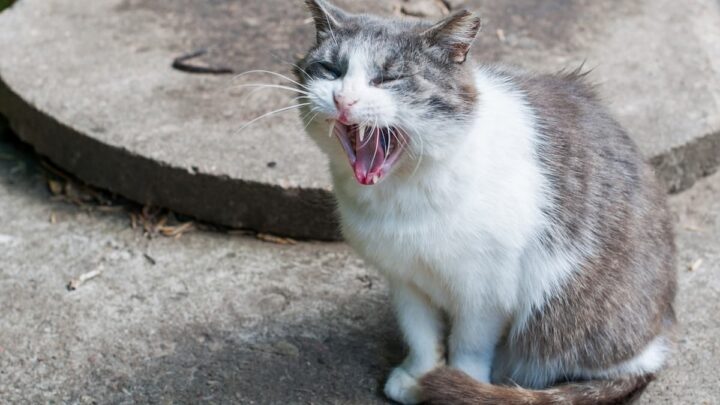 What Does Orange Cat Vomit Mean – Reason For Concern?