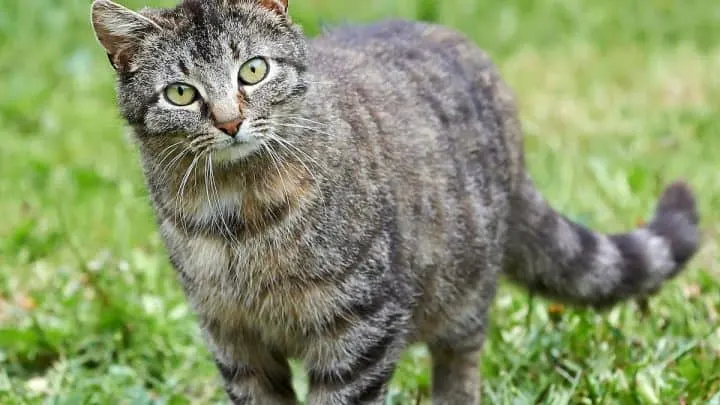 What Is Cow Hocked In Cats &ndash; The Deformity Explained