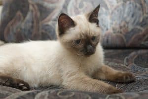 What Makes Siamese Cats Different 7 Fascinating Facts Faqcats Com