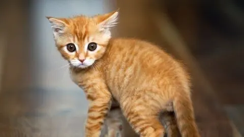 What Noises Do Cats Hate – The Complete List!