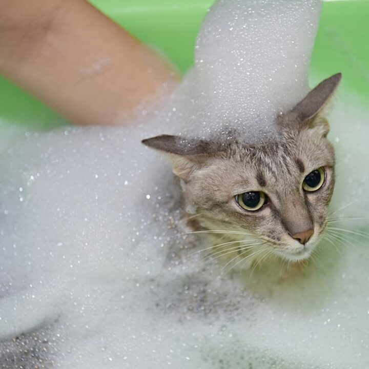 What Shampoo Can I Use On My Cat