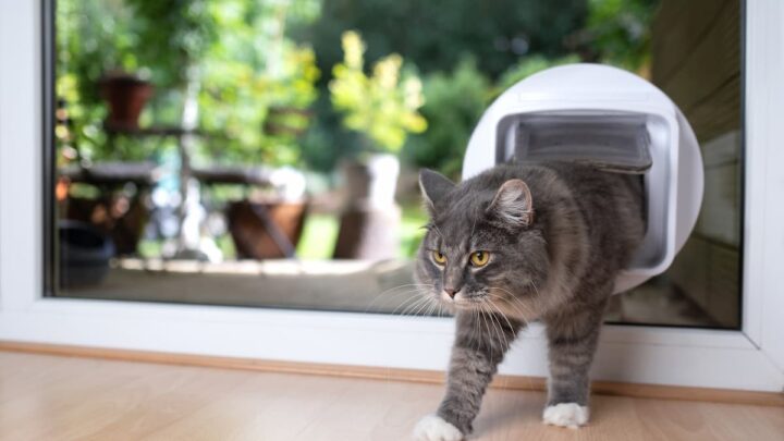 What Size Cat Flap For A Maine Coon – A Selection Guide