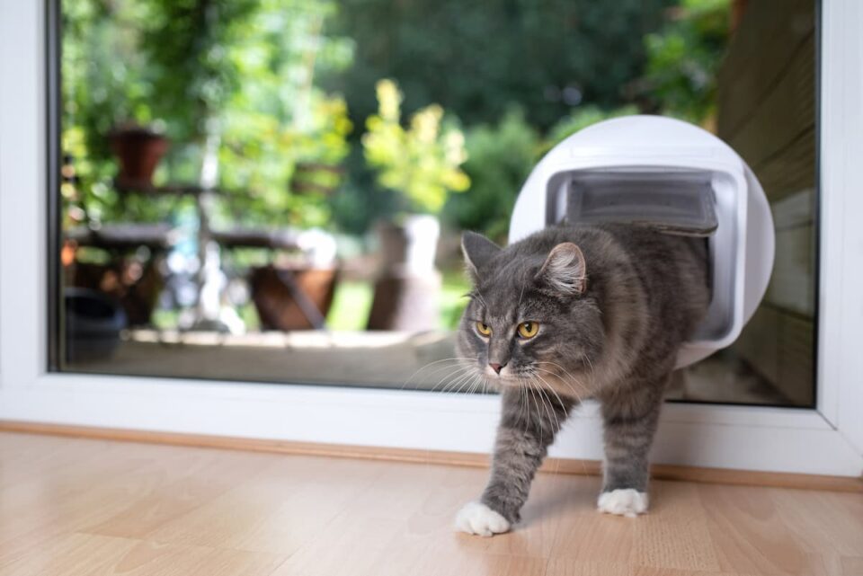 What Size Cat Flap For A Maine Coon – A Selection Guide – FAQcats.com