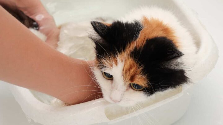 What Soap Can I Use To Wash My Cat