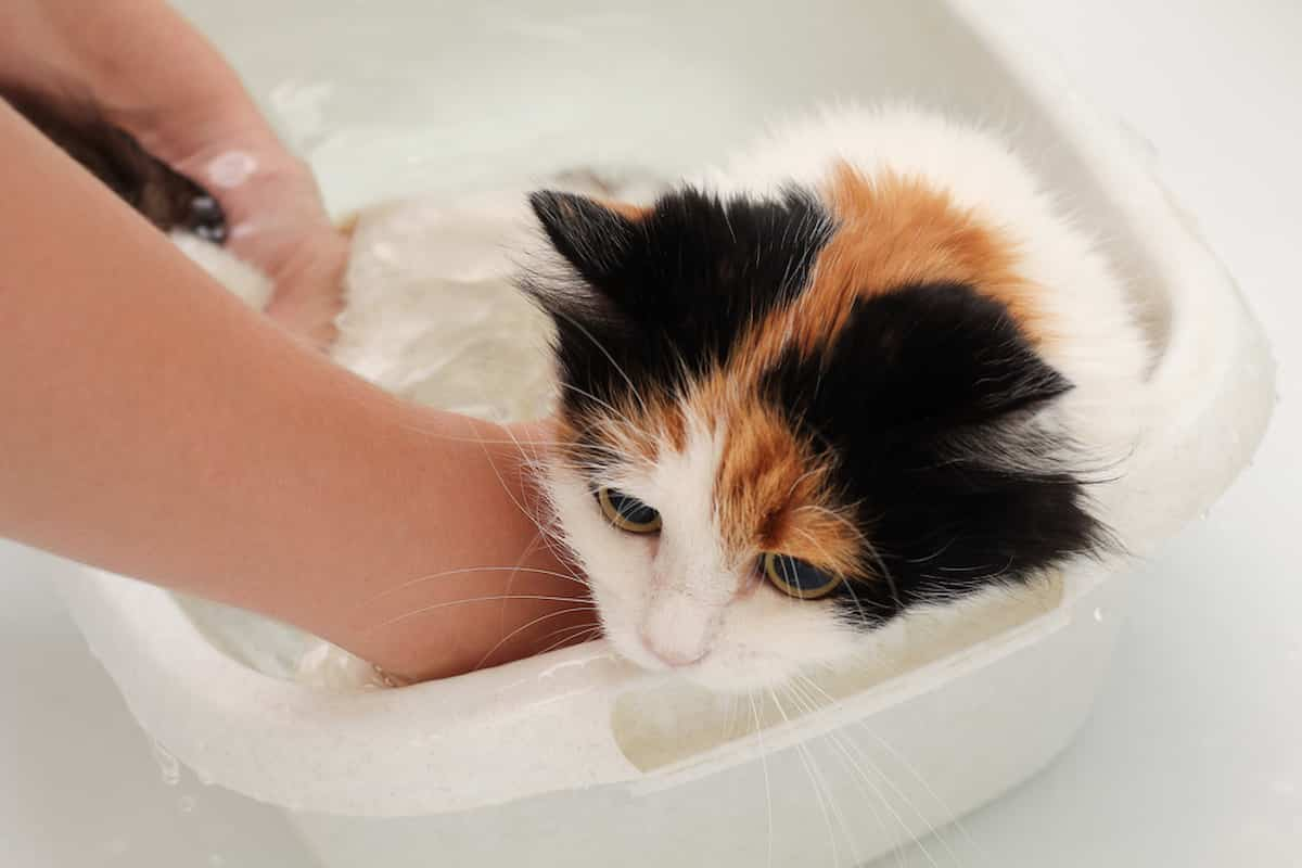 what-soap-can-i-use-to-wash-my-cat-faqcats