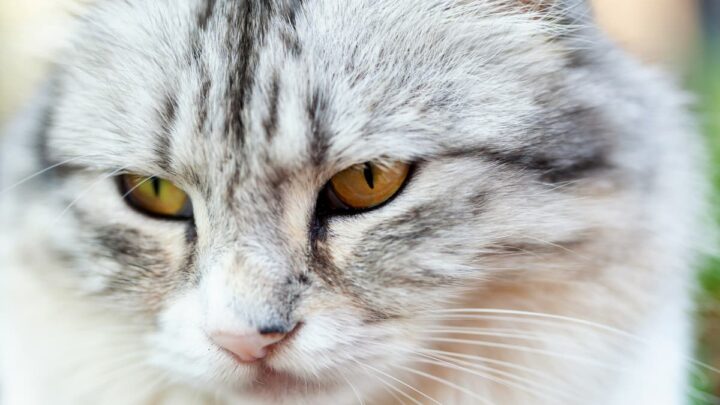 What To Do If My Cat Burned His Whiskers – Care & Protection