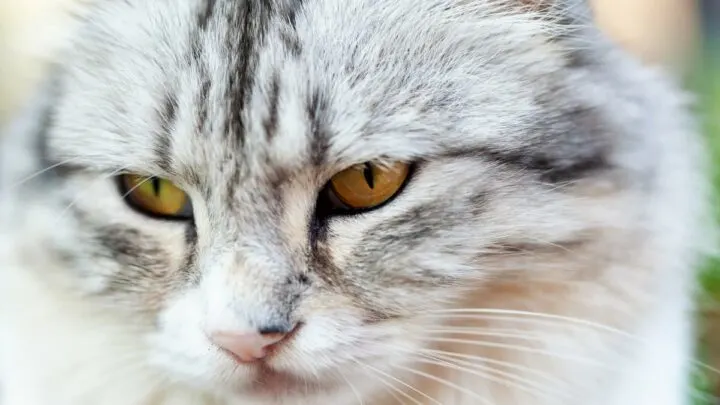 What To Do If My Cat Burned His Whiskers &ndash; Care & Protection